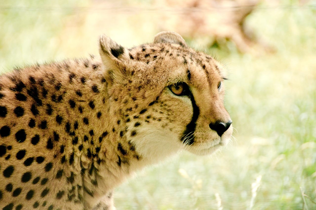 Kenya Travel cheetah