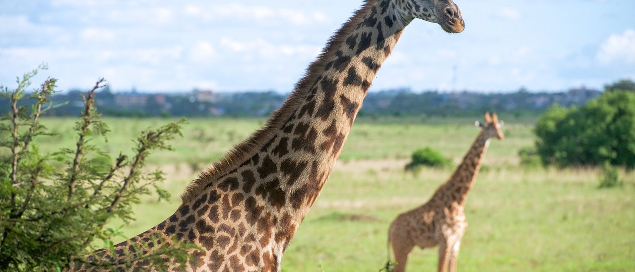 Kenya Travel giraffes
