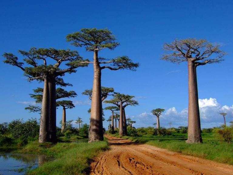 The Island of Madagascar is a Truly Unique Place - Demand Africa