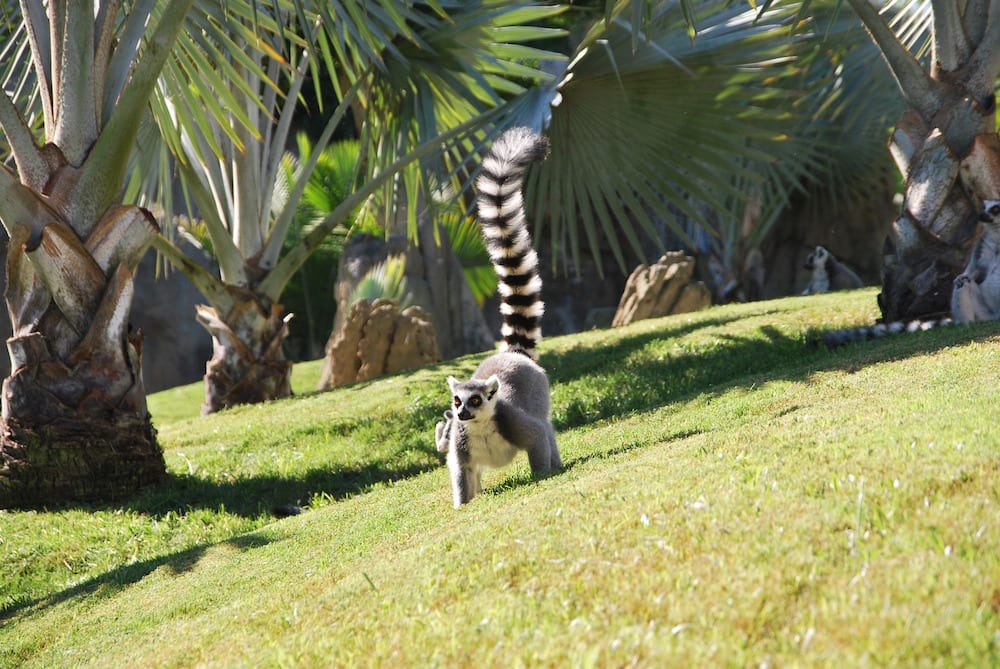 Madagascar Nature