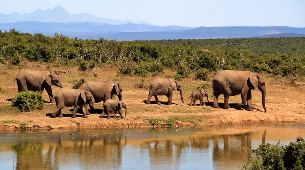 SafariTravelBag2 Elephanta