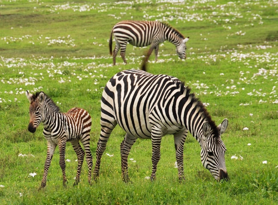 SafariTravelBag3 Zebra