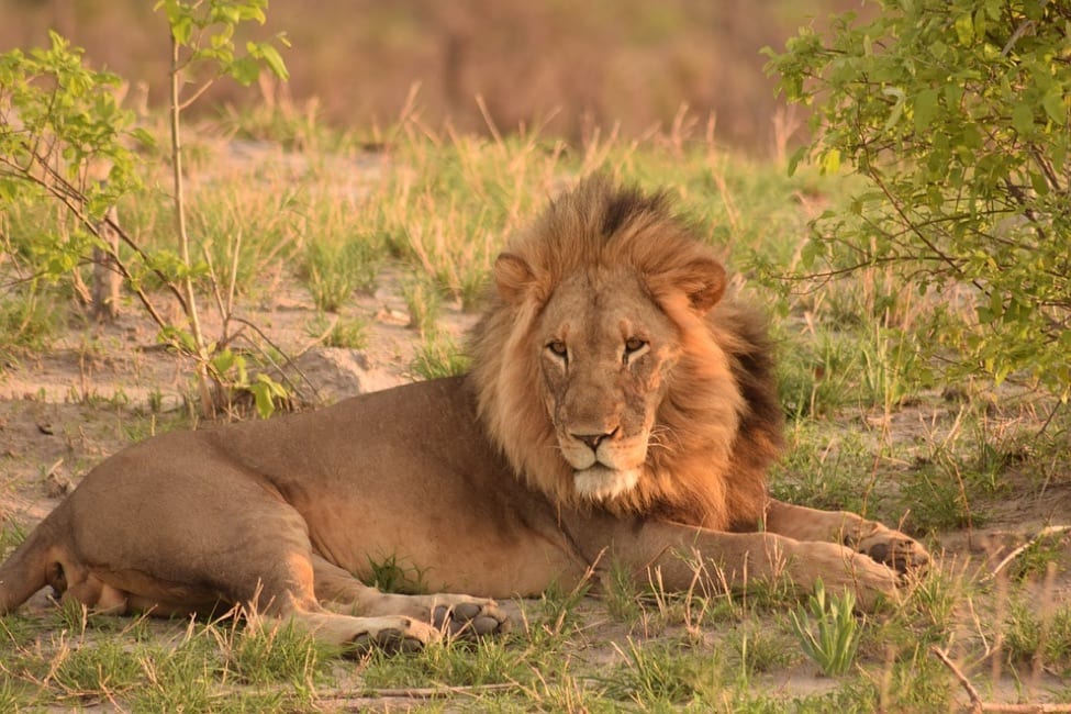 SafariTravelBag4 Lion