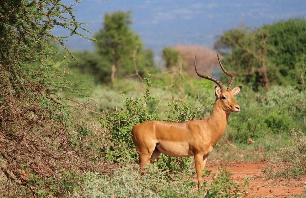 SafariTravelBag5 Antelope