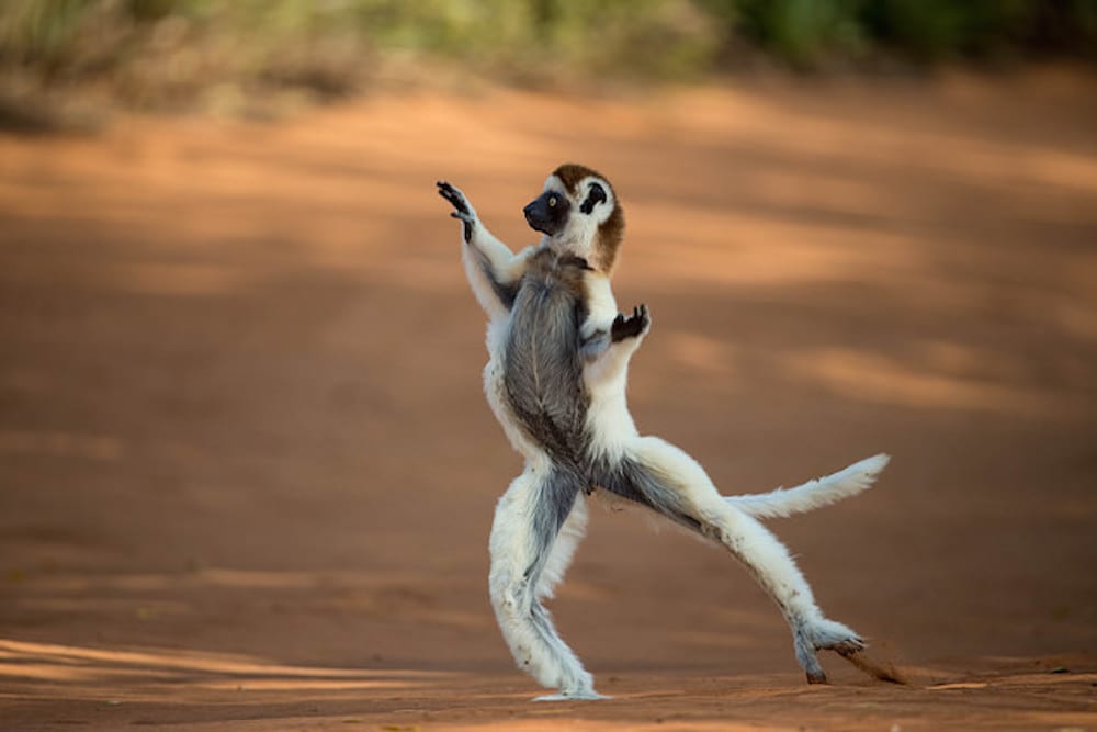 Madagascar Travel Dancing Sifaka