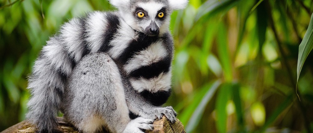 Madagascar Travel animal lemur