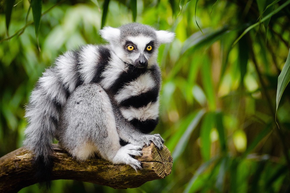 Madagascar Travel animal lemur