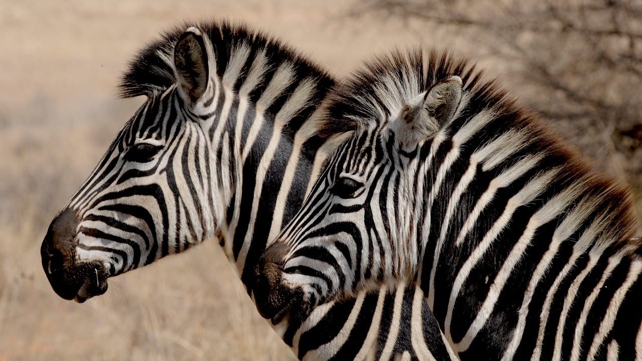 Namibia Travel zebra