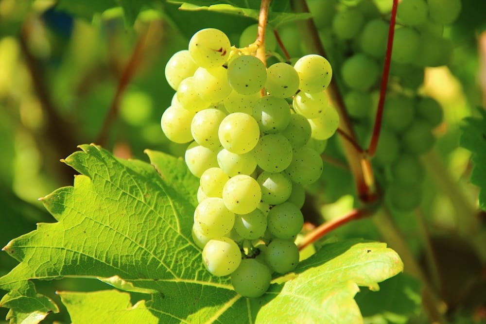 South African Wine Chenin Blanc