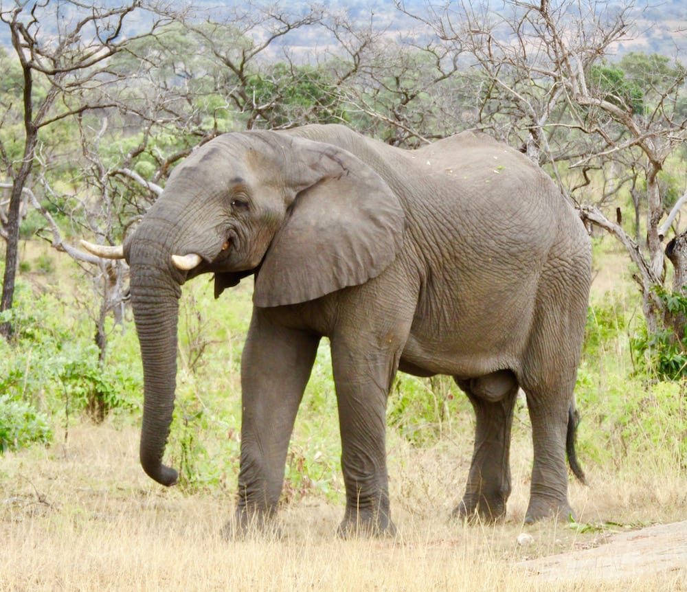 Backpacking South Africa happyelephant