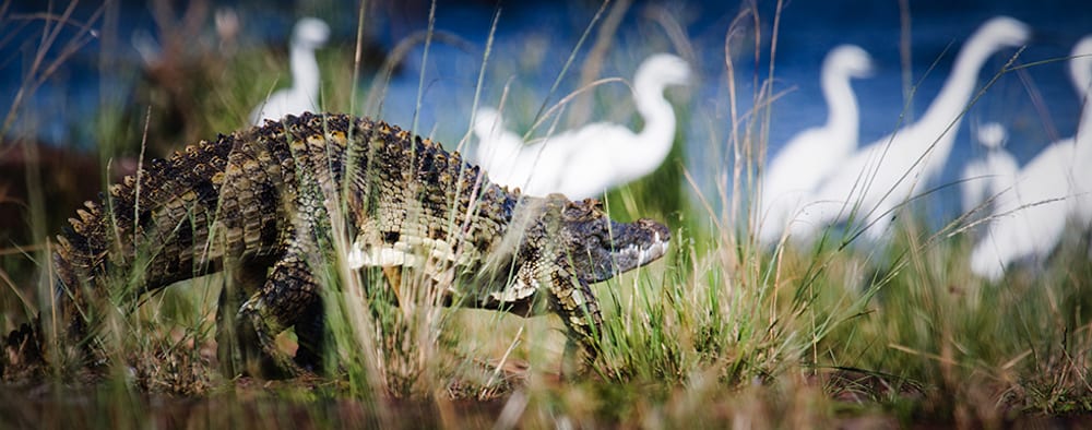 Safari Island Crocs on rubondo 1