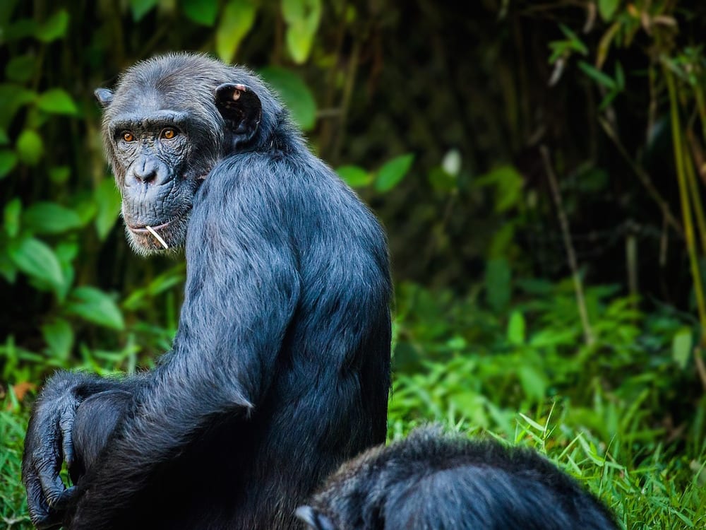 Safari Island chimpanzee 1