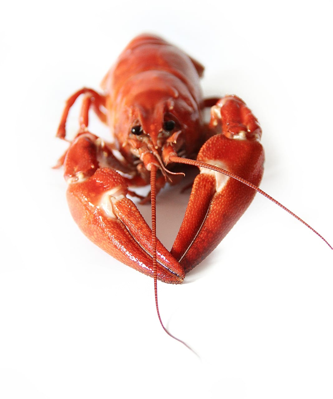 basic ingredients crayfish