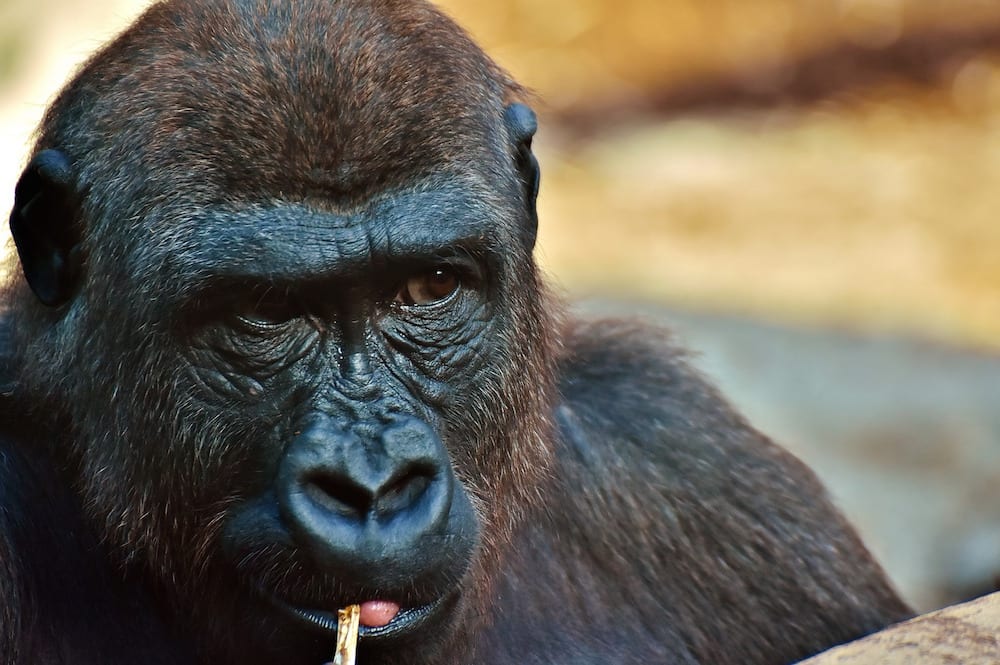 UNESCO gorilla