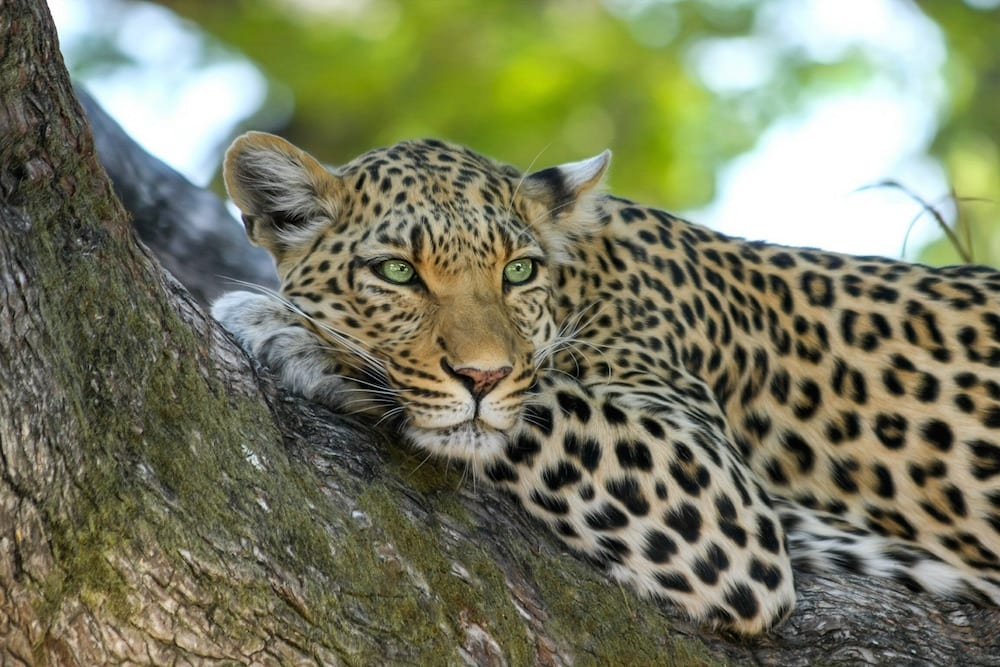 UNESCO leopard