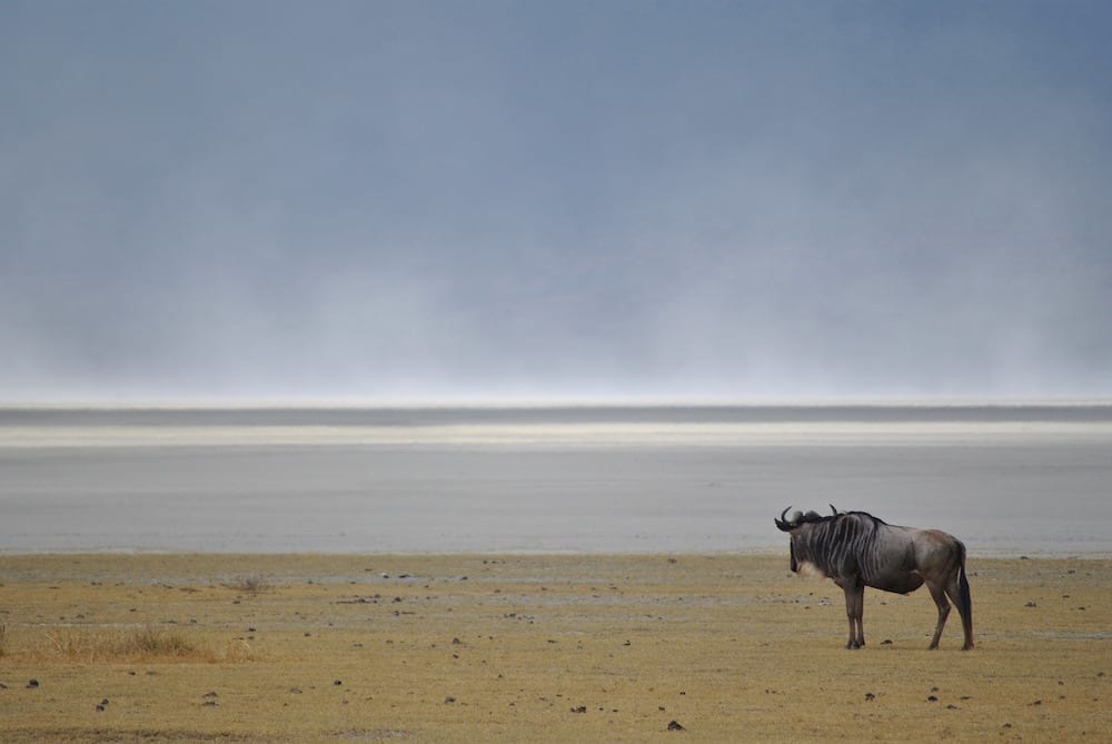 UNESCO wildebeest