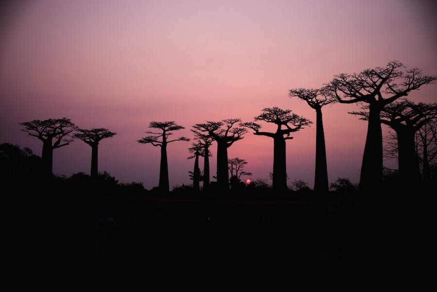 Luxury Getaway Belo Sur Mer Madagascar baobabs