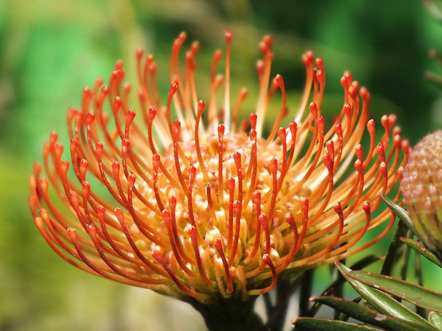Table Mountain Protea