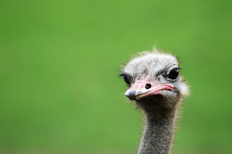 south africa ostrich