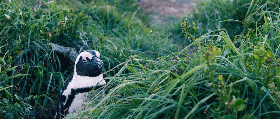 south africa penguin