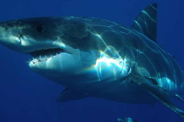 Dangerous Sharks Great White