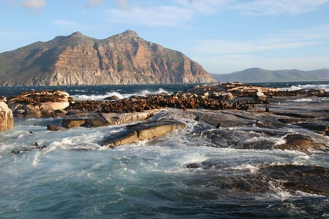 Dangerous Sharks South Africa seals