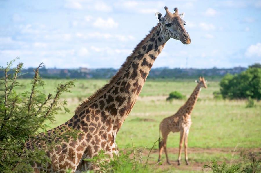 Giraffes Landmarks of Kenya