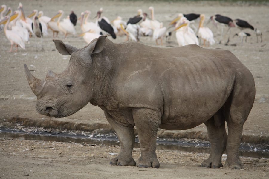 Rhino Landmarks of Kenya