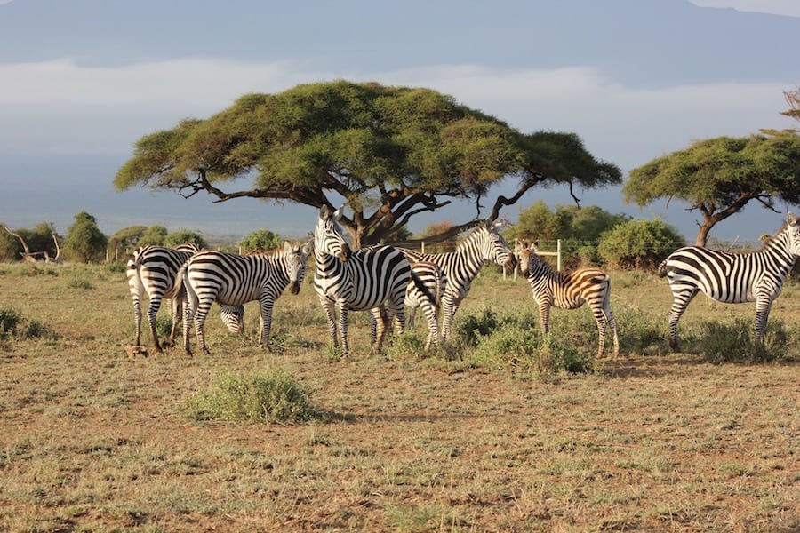 Zebras Landmarks of Kenya