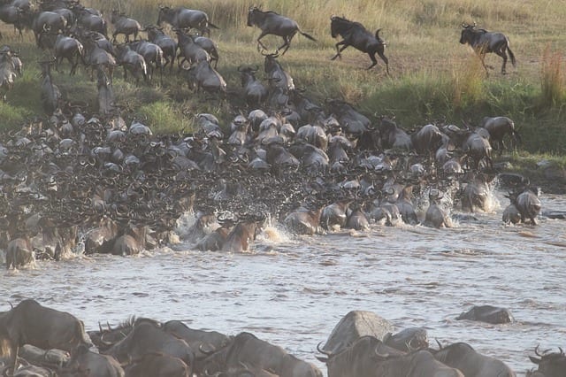 african safari wildebeest migration 2322110 640