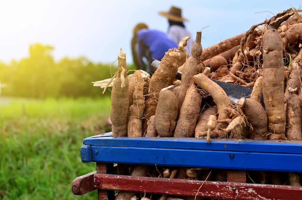 Cassava: Africa's Most Versatile Staple - Demand Africa