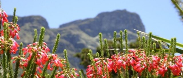 kirstenbosch Featured