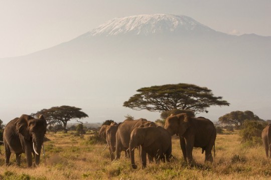 kilimanjaro elephants 640x360