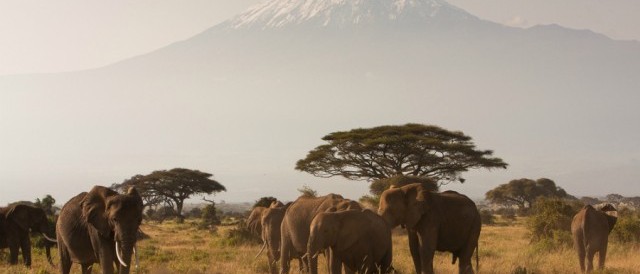 kilimanjaro elephants 640x360