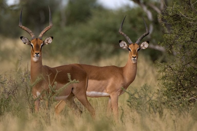 Best Braai impala in mokala national park 768x512