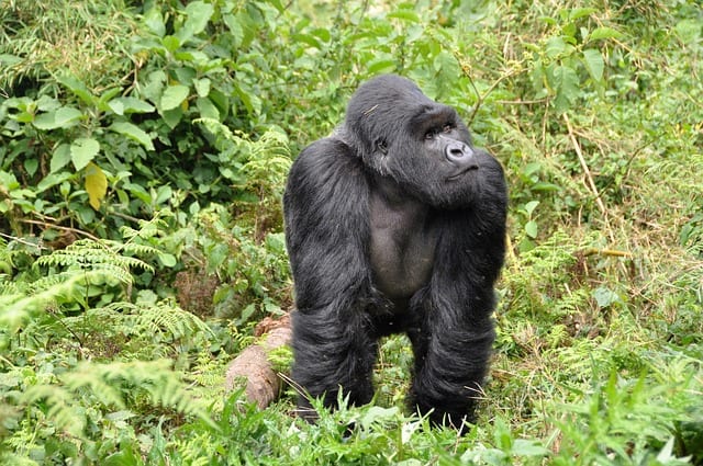 Rwanda Travel Guide gorilla