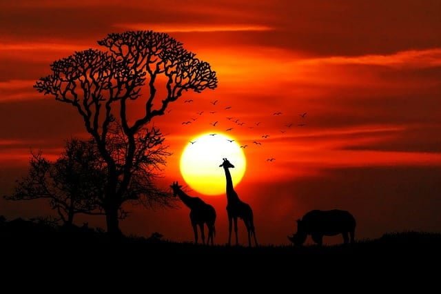 Visit to Africa Sun Giraffe