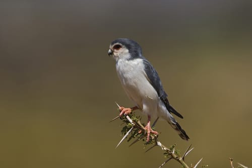 pygmy falcon samburu