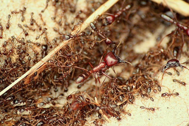 Edible African Bugs ant