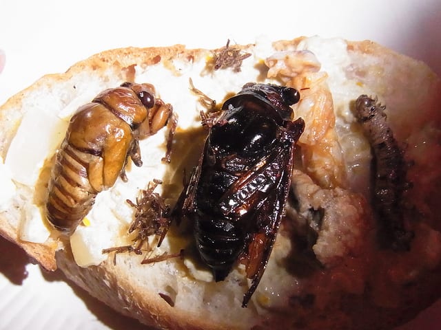 Edible African Bugs cicada