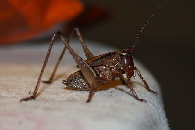 Edible African Bugs cricket