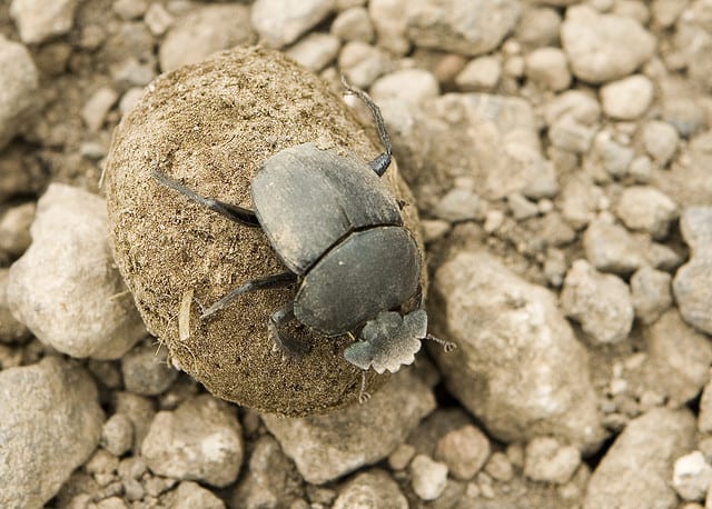 Edible African Bugs dung beetle