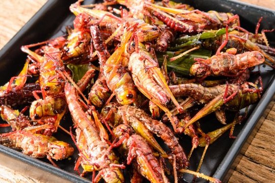 Edible African Bugs fried crickets african 640x360
