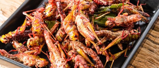 Edible African Bugs fried crickets african 640x360