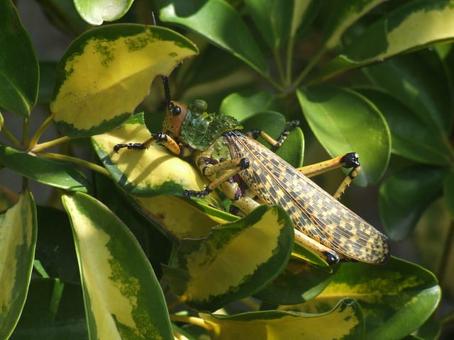 Edible African Bugs locust