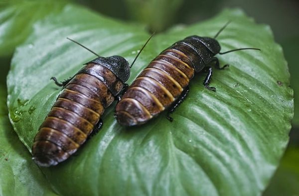 Nice And Juicy 15 Edible African Bugs Demand Africa