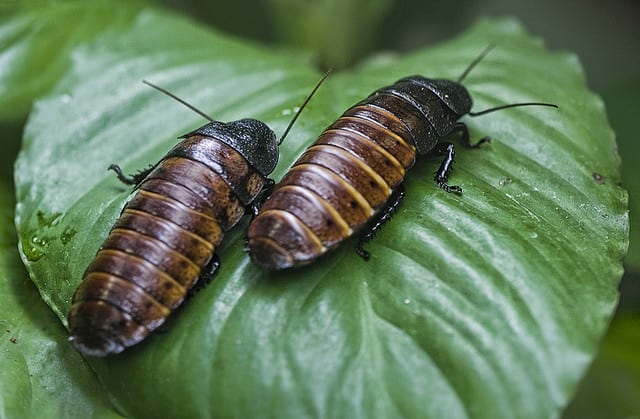 Edible African Bugs madagascar hissing cockroach