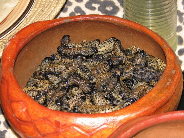 Nice And Juicy 15 Edible African Bugs Demand Africa nice-and-juicy-15-edible-african-bugs-demand-africa