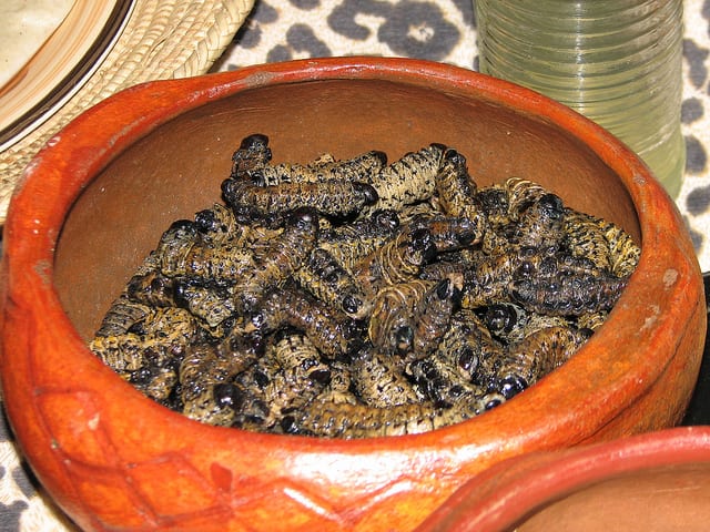 Edible African Bugs mopane worms