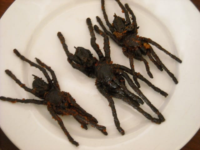 Edible African Bugs tarantula